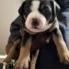 American bully puppies Greta family dogs, good temperament