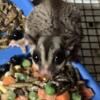 Sugar Glider Pair for Rehoming (cage included)