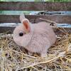 Netherland Dwarf buck bunnies