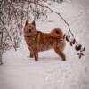 AKC Finnish Spitz Puppies Valentines Puppies