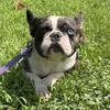 Akc frenchie breeding pair