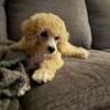 Miniature Poodle Puppy