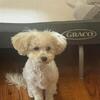 Teacup female poodle