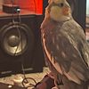 Tame cockatiels for sale