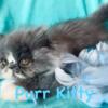 Persian Kitten- CFA registered