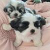 Adorable Maltese Shihtzu Puppies Lockport NY Ready March 1st