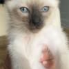 Siamese and bobtail siamese kittens