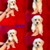 Malshi F1b 75/25 Maltese/Shih Tzu. Puppies