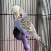 English Budgies Available