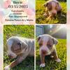 F Louisiana Leopard Catahoula Puppy