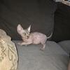 Sphynx Kittens ready November 30, 2025
