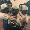 4 female pug puppies available 600.00