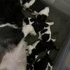 Beautiful AKC Shih Tzu Pups