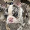 3 male frenchies for sale