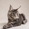 Large size Maine Coon boy 4 months old