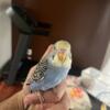 Parakeet Babies for sale