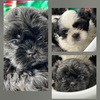 Shih Tzu Puppies for Sale: (Litter of 4) available now!