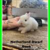 Netherland Dwarf