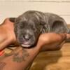 Cane Corso/ Olde english Pups