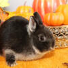 Netherland Dwarf Baby Bunny 