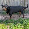 Need Stud for my Rottweiler 