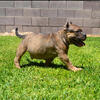 HYBIRD BULLY