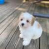 Coton de Tulear Puppy