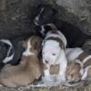 8 week puppies mixed with Olde English Bulldogge and Pitbull