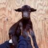Fainting Goat Wethers (NOT PYGMYS)