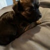 Chihuahua poodle mix puppies