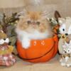 Show Quality Female Persian Kitten 4 Pet!