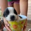 Saint Bernard Puppies NJ