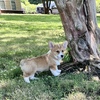 Pembroke Welsh Corgi - Duncan is so handsome!