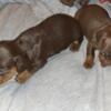 Dachshunds Mini puppies