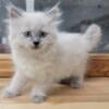 Beautiful Blue Point Ragdoll mix girl