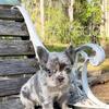 Fluffy Merle Male