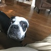 2 Year Old purebred American Bulldog (For Sale)