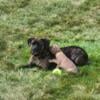 Cane Corso Puppies Looking For Forever Homes