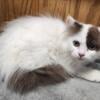 Beautiful Munchkin/Ragdoll