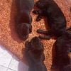 Cane corso puppies