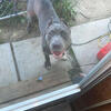 7 month old bully for sale