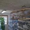 Birds and cages for sale 