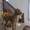 Irish terrier 8 months old