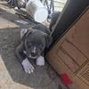 5Beautiful puppies