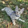 Savannah kittens