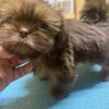 Shihtzu puppies 