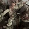 European Maine Coon kittens born 5/5.