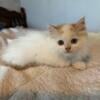 Pumpkin: cute male kitten for sale