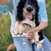 English Springer Spaniels