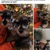 Miniature schnauzer 2 male puppies